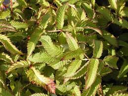 Attēlu rezultāti vaicājumam “Rubus illecebrosus”