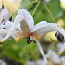 Attēlu rezultāti vaicājumam “Epimedium alpinum  flower”