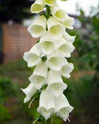 Attēlu rezultāti vaicājumam “Digitalis purpurea flower”