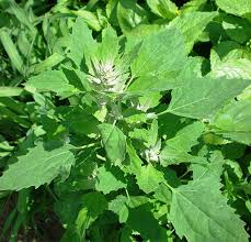 Image result for Chenopodium album