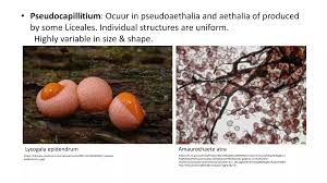 Attēlu rezultāti vaicājumam “Amaurochaete sp.”