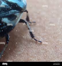 Attēlu rezultāti vaicājumam “Tritomegas bicolor imago”