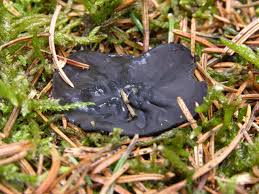 Attēlu rezultāti vaicājumam “Pseudoplectania nigrella”