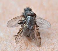 Attēlu rezultāti vaicājumam “Musca domestica”