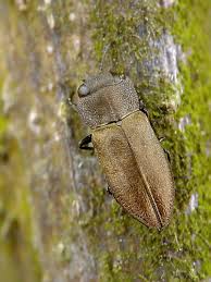 Attēlu rezultāti vaicājumam “Anthaxia quadripunctata”