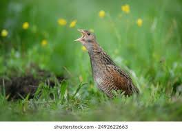 Attēlu rezultāti vaicājumam “Crex crex adult”