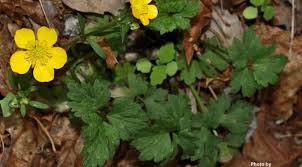 Attēlu rezultāti vaicājumam “Ranunculus repens leaf”