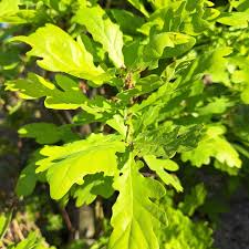Attēlu rezultāti vaicājumam “Quercus robur Fastigiata leaf”