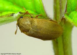 Attēlu rezultāti vaicājumam “Byturus tomentosus”