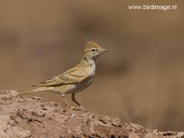 Image result for Calandrella brachydactyla