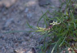 Attēlu rezultāti vaicājumam “Gypsophila fastigiata leaf”