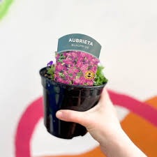 Attēlu rezultāti vaicājumam “Aubrieta deltoidea leaf”