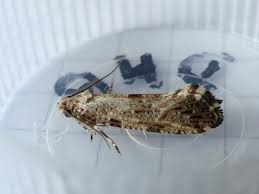 Attēlu rezultāti vaicājumam “Morophaga choragella”