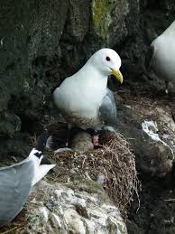 Attēlu rezultāti vaicājumam “Rissa tridactyla nest”
