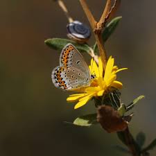 Attēlu rezultāti vaicājumam “Plebejus argus / Plebejus idas”