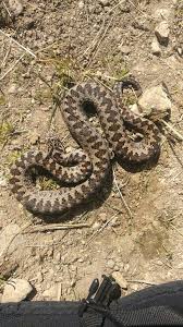 Attēlu rezultāti vaicājumam “Vipera berus”