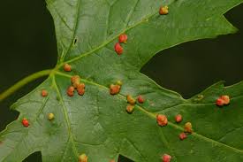 Attēlu rezultāti vaicājumam “Vasates quadripedes”