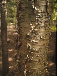 Attēlu rezultāti vaicājumam “Betula alleghaniensis”