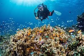 Image result for Scuba Fun