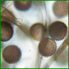 Attēlu rezultāti vaicājumam “Lamproderma gulielmae”