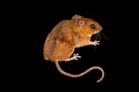 Attēlu rezultāti vaicājumam “Apodemus flavicollis”