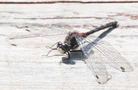 Attēlu rezultāti vaicājumam “Leucorrhinia dubia”