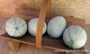 Image result for Melone