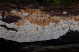 Attēlu rezultāti vaicājumam “Antrodia macra”