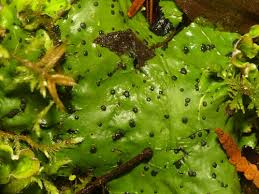 Attēlu rezultāti vaicājumam “Peltigera leucophlebia”