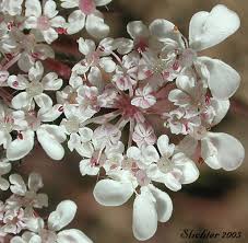 Attēlu rezultāti vaicājumam “Daucus sativus flower”