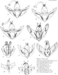 Attēlu rezultāti vaicājumam “Semioscopis avellanella imago”