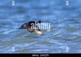 Attēlu rezultāti vaicājumam “Melanitta nigra male”