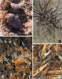 Attēlu rezultāti vaicājumam “Meloe sp. imago”