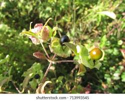 Attēlu rezultāti vaicājumam “Silene baccifera fruit”