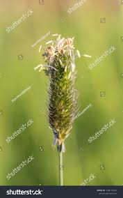 Attēlu rezultāti vaicājumam “Alopecurus pratensis”