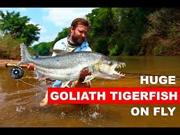 Image result for Goliath Tigerfish