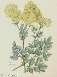 Attēlu rezultāti vaicājumam “Thalictrum flavum fruit”