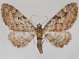 Attēlu rezultāti vaicājumam “Eupithecia pusillata”