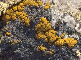 Attēlu rezultāti vaicājumam “Candelariella sp.”