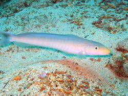 Image result for Malacanthus plumieri