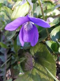 Attēlu rezultāti vaicājumam “Viola riviniana flower”