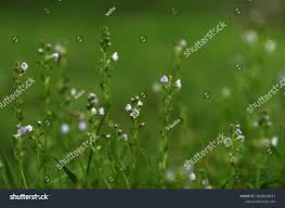 Attēlu rezultāti vaicājumam “Veronica serpyllifolia flower”