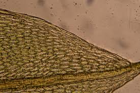 Attēlu rezultāti vaicājumam “Bryum caespiticium”