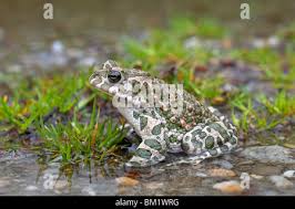 Attēlu rezultāti vaicājumam “Pseudepidalea viridis adult”