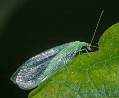 Attēlu rezultāti vaicājumam “Chrysopidae”