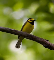 Image result for Wilsonia citrina