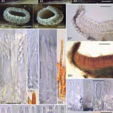 Attēlu rezultāti vaicājumam “Hyphodiscus hymeniophilus”