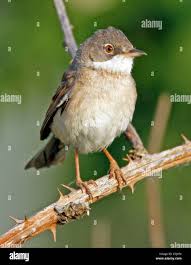 Attēlu rezultāti vaicājumam “Sylvia communis”