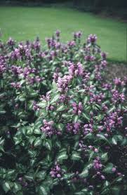 Attēlu rezultāti vaicājumam “Lamium maculatum”
