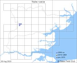 Attēlu rezultāti vaicājumam “Triplax russica”